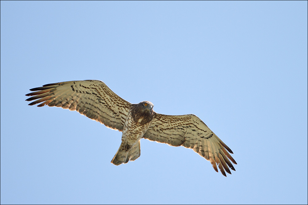 Falco pecchiaiolo, giusto?